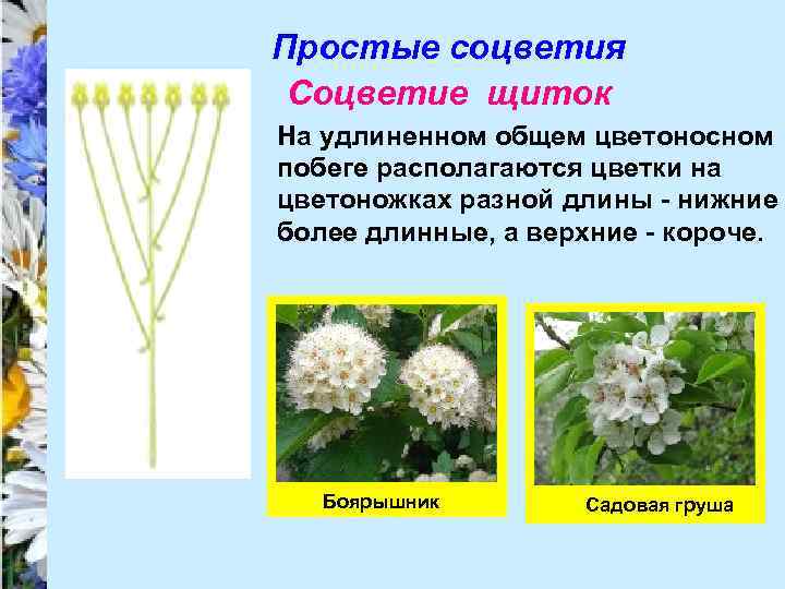 Простые соцветия Соцветие щиток На удлиненном общем цветоносном побеге располагаются цветки на цветоножках разной