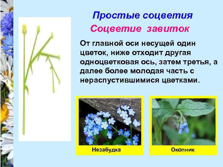 Простые соцветия Соцветие завиток От главной оси несущей один цветок, ниже отходит другая одноцветковая