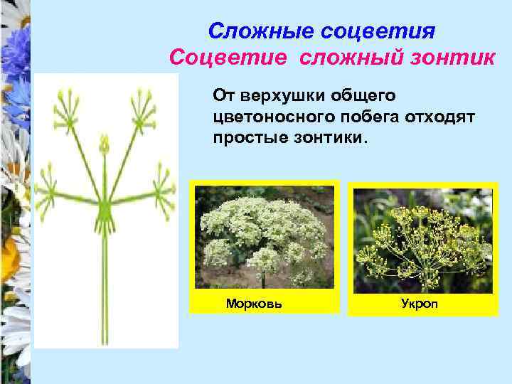 Сложные соцветия Соцветие сложный зонтик От верхушки общего цветоносного побега отходят простые зонтики. Морковь