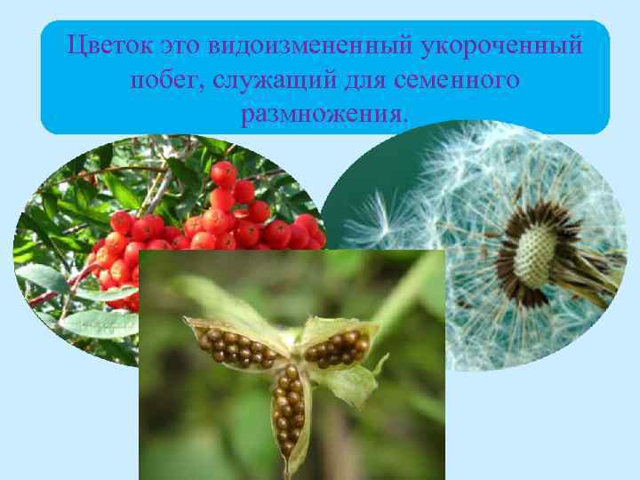 Цветок это видоизмененный укороченный побег, служащий для семенного размножения. 