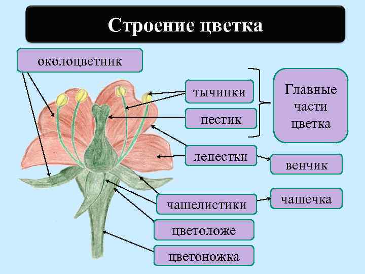 Цветок состоит из околоцветника тычинок. Схема строения околоцветника. Венчик и чашелистики главные части цветка. Околоцветник лепестки чашелистики тычинки. Строение цветка околоцветник.