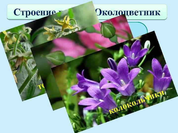 Строение цветка. Околоцветник Если околоцветник состоит из чашечки и венчика, то его называют двойным.