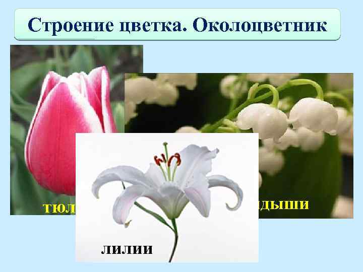 Строение цветка. Околоцветник Если околоцветник состоит только из чашечки, то такой околоцветник называют простым.