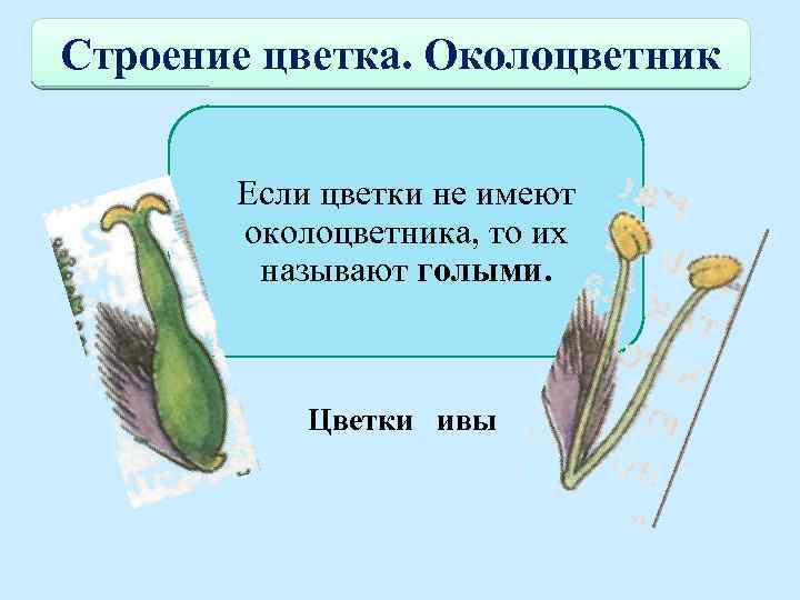 Строение цветка. Околоцветник Если цветки не имеют околоцветника, то их называют голыми. Цветки ивы