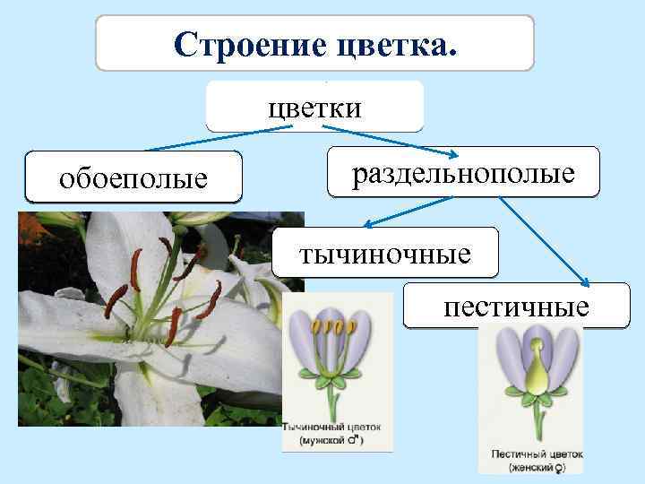 Строение цветка фото