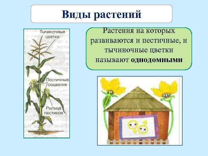 Виды растений Растения на которых развиваются и пестичные, и тычиночные цветки называют однодомными 