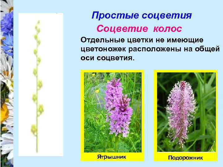 Простые соцветия Соцветие колос Отдельные цветки не имеющие цветоножек расположены на общей оси соцветия.