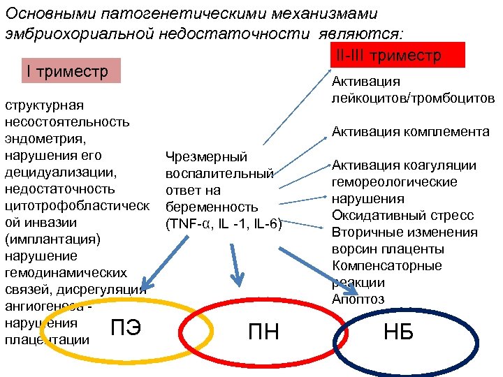 Основными патогенетическими механизмами эмбриохориальной недостаточности являются: II-III триместр структурная несостоятельность эндометрия, нарушения его децидуализации,