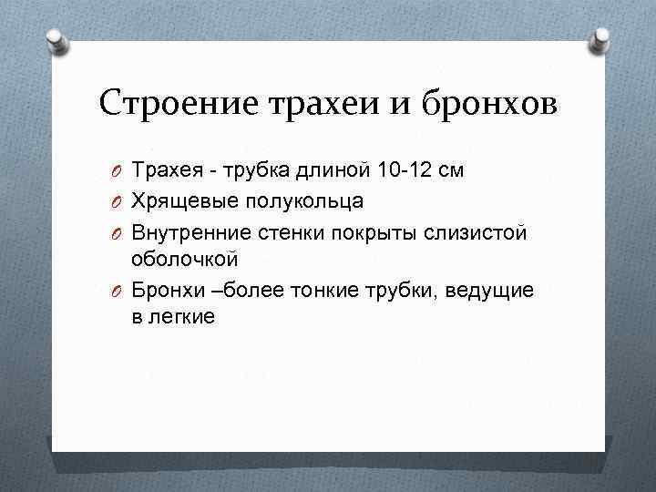 Строение трахеи и бронхов O Трахея - трубка длиной 10 -12 см O Хрящевые