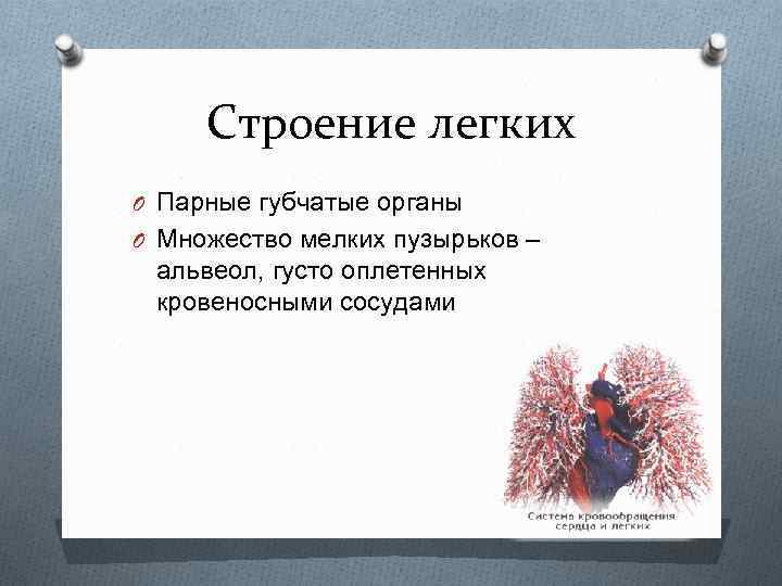 Строение легких O Парные губчатые органы O Множество мелких пузырьков – альвеол, густо оплетенных
