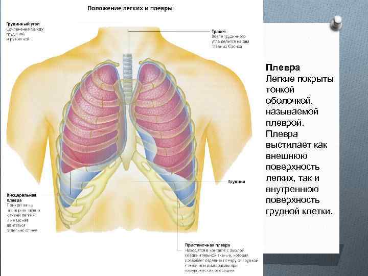 Плевра Легкие покрыты тонкой оболочкой, называемой плеврой. Плевра выстилает как внешнюю поверхность легких, так