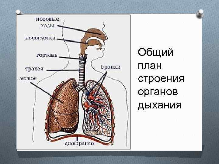 Дыхание и его значение органы дыхания. План строения дыхательной системы. Общий план строения органов дыхания. Общий план строение дыхательной. Процесс дыхания анатомия.