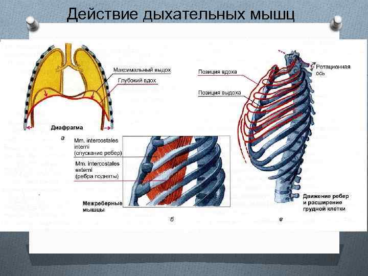 Действие дыхательных мышц 