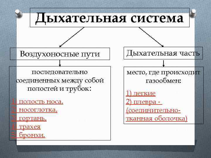 Дыхательная система Воздухоносные пути Дыхательная часть последовательно соединенных между собой полостей и трубок: место,