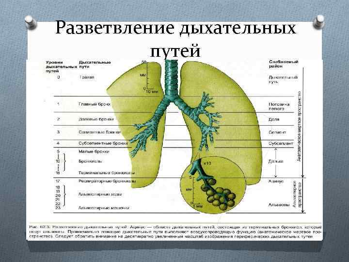 Разветвление дыхательных путей 