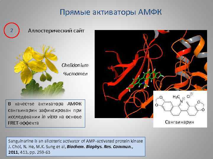 Прямые активаторы АМФК 2 Аллостерический сайт Chelidonium Чистотел В качестве активатора АМФК сангвинарин зафиксирован