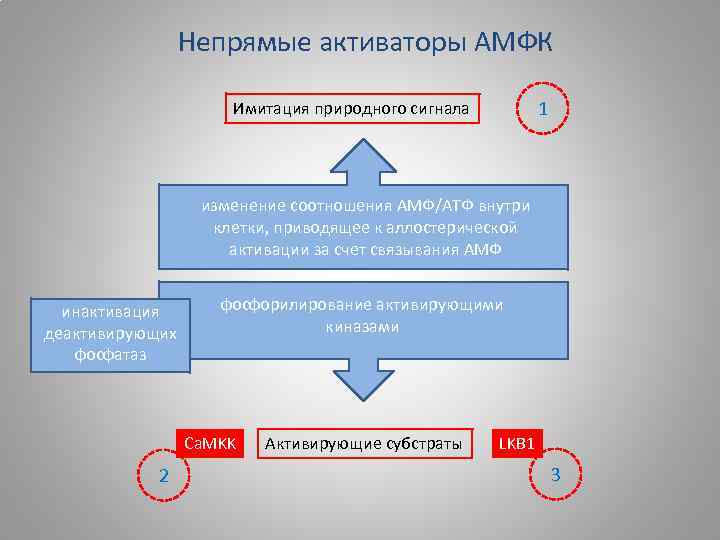 Непрямые активаторы АМФК 1 Имитация природного сигнала изменение соотношения АМФ/АТФ внутри клетки, приводящее к