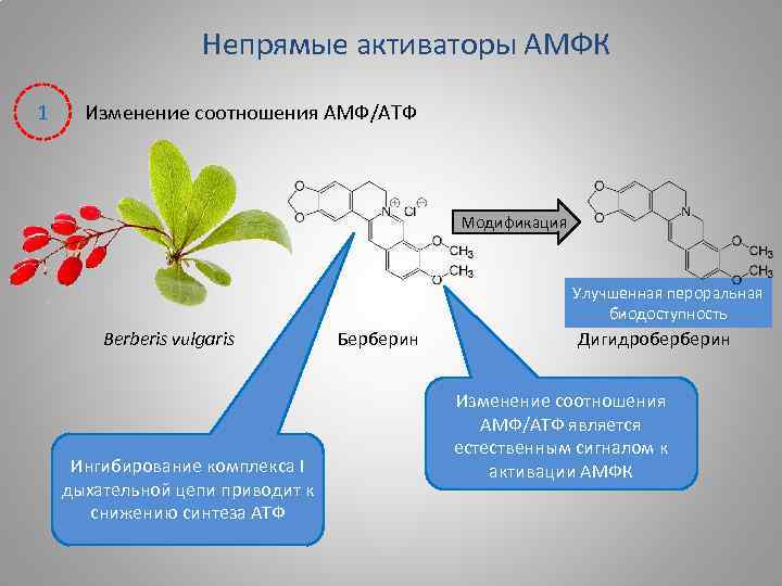 Непрямые активаторы АМФК 1 Изменение соотношения АМФ/АТФ Модификация Улучшенная пероральная биодоступность Berberis vulgaris Ингибирование