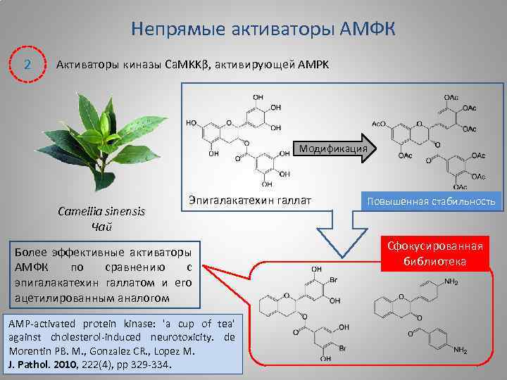 Непрямые активаторы АМФК 2 Активаторы киназы Ca. MKKβ, активирующей AMPK Модификация Camellia sinensis Чай