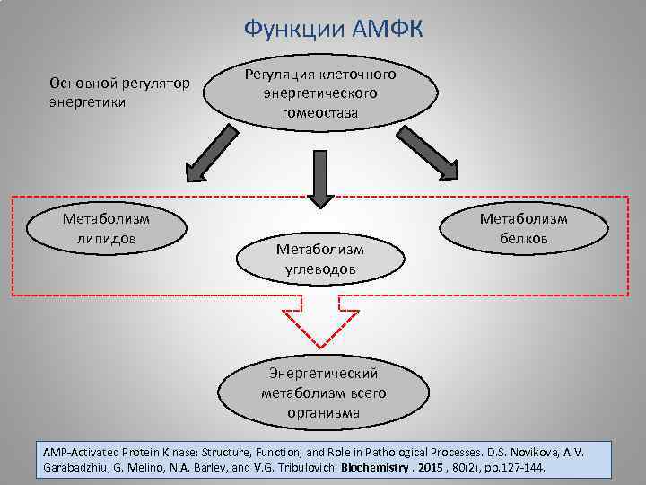 Функции АМФК Основной регулятор энергетики Метаболизм липидов Регуляция клеточного энергетического гомеостаза Метаболизм углеводов Метаболизм