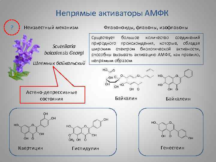 Непрямые активаторы АМФК ? Неизвестный механизм Scutellaria baicalensis Georgi Шлемник байкальский Флавоноиды, флавоны, изофлавоны