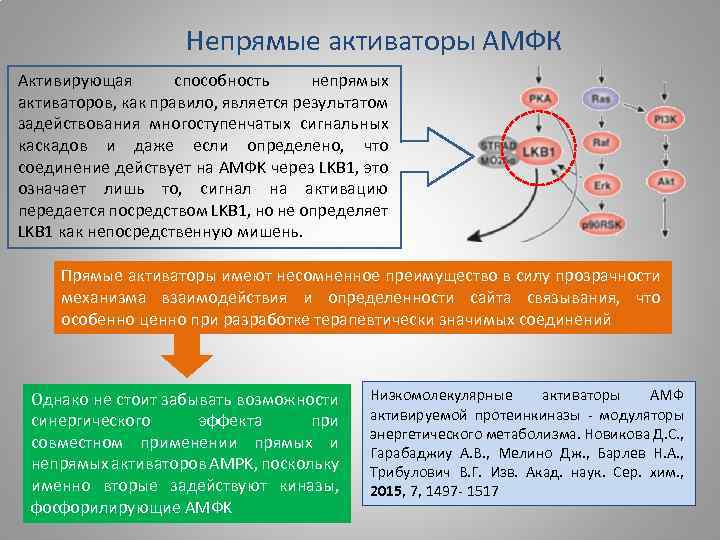 Непрямые активаторы АМФК Активирующая способность непрямых активаторов, как правило, является результатом задействования многоступенчатых сигнальных