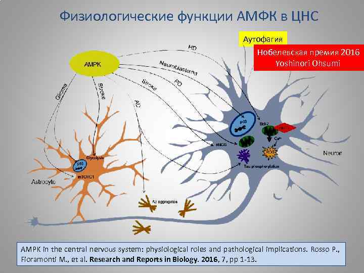 Физиологические функции АМФК в ЦНС Аутофагия Нобелевская премия 2016 Yoshinori Ohsumi AMPK in the