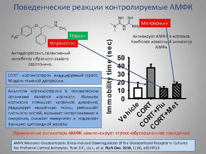 Поведенческие реакции контролируемые АМФК Метформин Прозак Флуоксетин Активирует АМФК в кортексе. Наиболее известный активатор