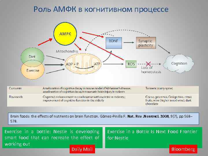 Роль АМФК в когнитивном процессе AMPK Brain foods: the effects of nutrients on brain