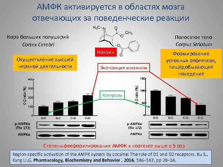 АМФК активируется в областях мозга отвечающих за поведенческие реакции Кора больших полушарий Сortex Cerebri