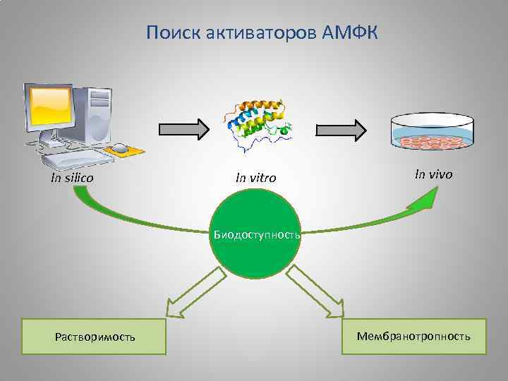 Поиск активаторов АМФК In silico In vitro In vivo Биодоступность Растворимость Мембранотропность 