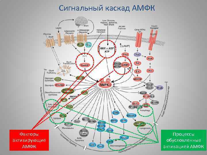 Сигнальный каскад АМФК Факторы активирующие АМФК Процессы обусловленные активацией АМФК 