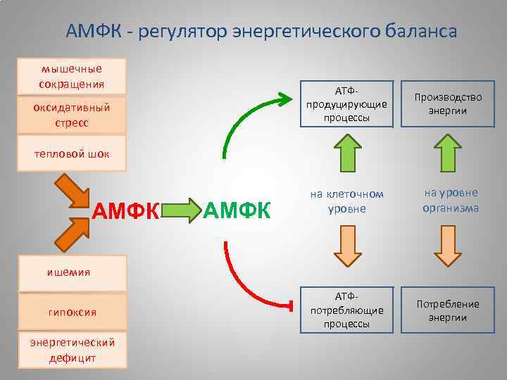 АМФК - регулятор энергетического баланса мышечные сокращения АТФпродуцирующие процессы оксидативный стресс Производство энергии на