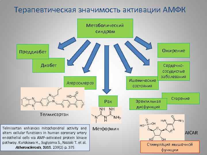 Терапевтическая значимость активации АМФК Метаболический синдром Ожирение Преддиабет Диабет Ишемические состояния Атеросклероз Рак Эректильная