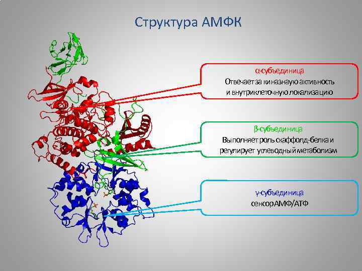 Структура АМФК α-субъединица Oтвечает за киназнаую активность и внутриклеточную локализацию β-субъединица Выполняет роль скаффолд-белка