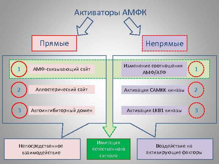 Активаторы АМФК Прямые Непрямые 1 АМФ-связывающий сайт Изменение соотношения АМФ/АТФ 1 2 Аллостерический сайт