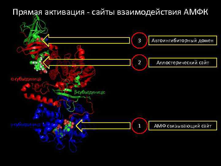 Прямая активация - сайты взаимодействия АМФК 3 Автоингибиторный домен 2 Аллостерический сайт 1 АМФ