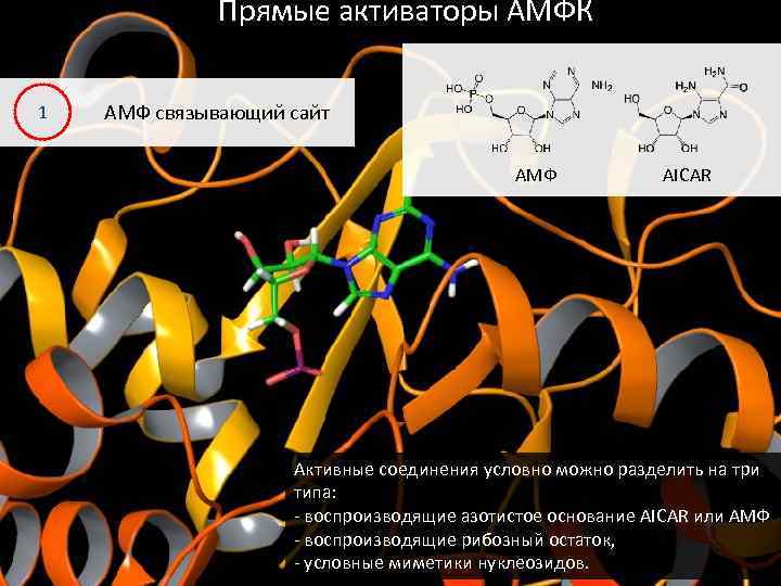 Прямые активаторы АМФК 1 АМФ связывающий сайт АМФ AICAR Активные соединения условно можно разделить