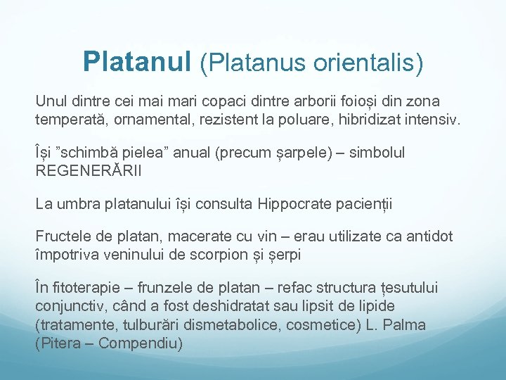 Platanul (Platanus orientalis) Unul dintre cei mari copaci dintre arborii foioși din zona temperată,