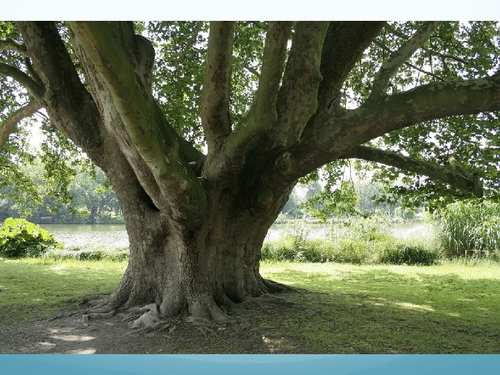 Platanus orientalis D 1 