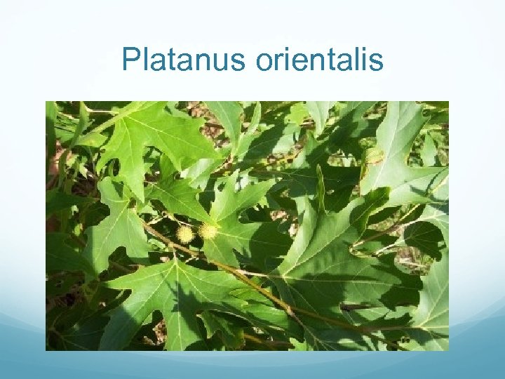 Platanus orientalis 