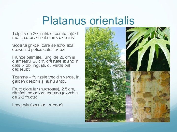 Platanus orientalis Tulpină de 30 metri, circumferință 6 metri, coronament mare, extensiv Scoarță gri-pal,