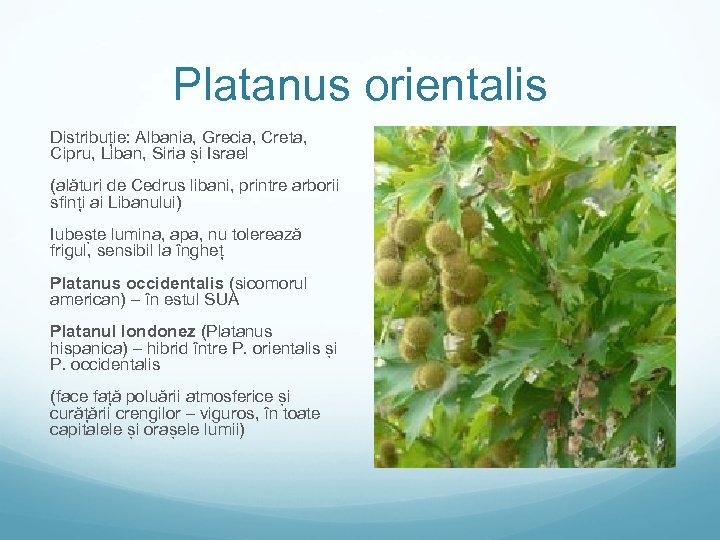 Platanus orientalis Distribuție: Albania, Grecia, Creta, Cipru, Liban, Siria și Israel (alături de Cedrus