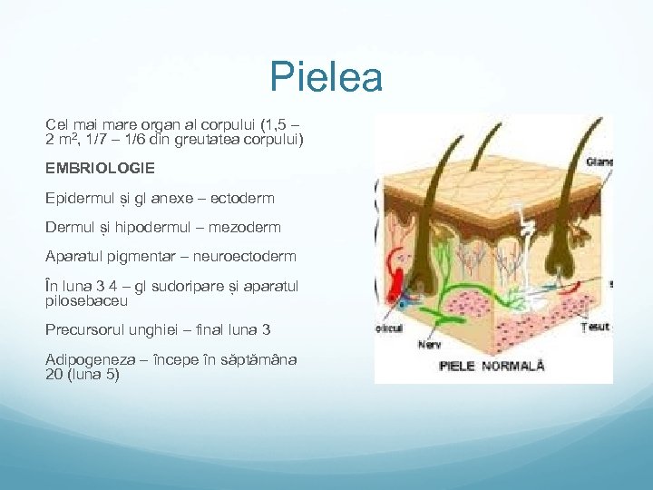 Pielea Cel mai mare organ al corpului (1, 5 – 2 m 2, 1/7