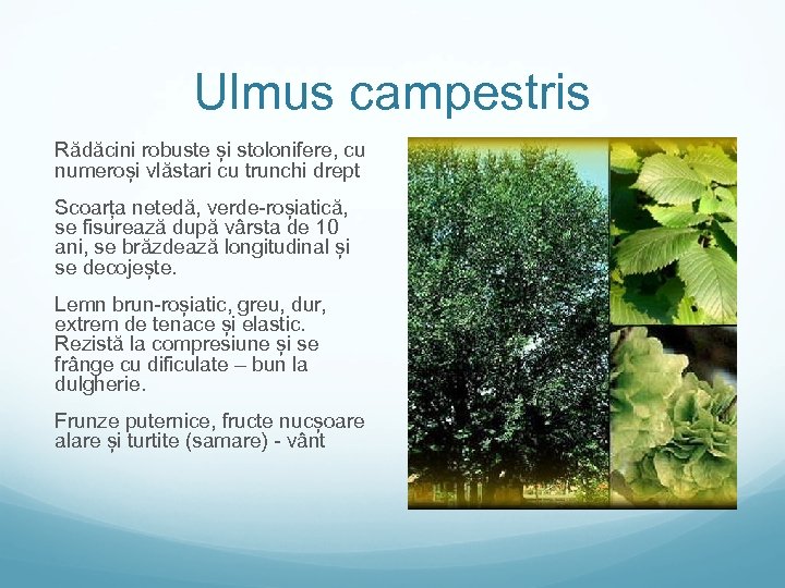 Ulmus campestris Rădăcini robuste și stolonifere, cu numeroși vlăstari cu trunchi drept Scoarța netedă,