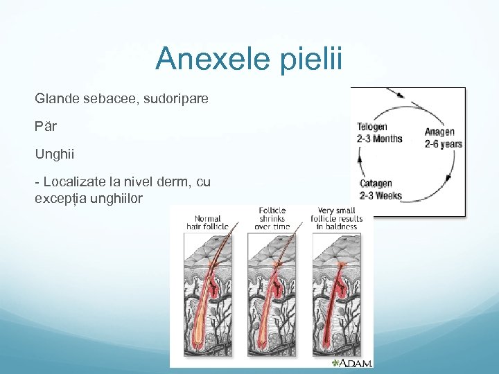Anexele pielii Glande sebacee, sudoripare Păr Unghii - Localizate la nivel derm, cu excepția