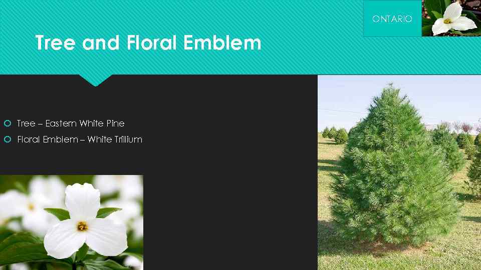 ONTARIO Tree and Floral Emblem Tree – Eastern White Pine Floral Emblem – White