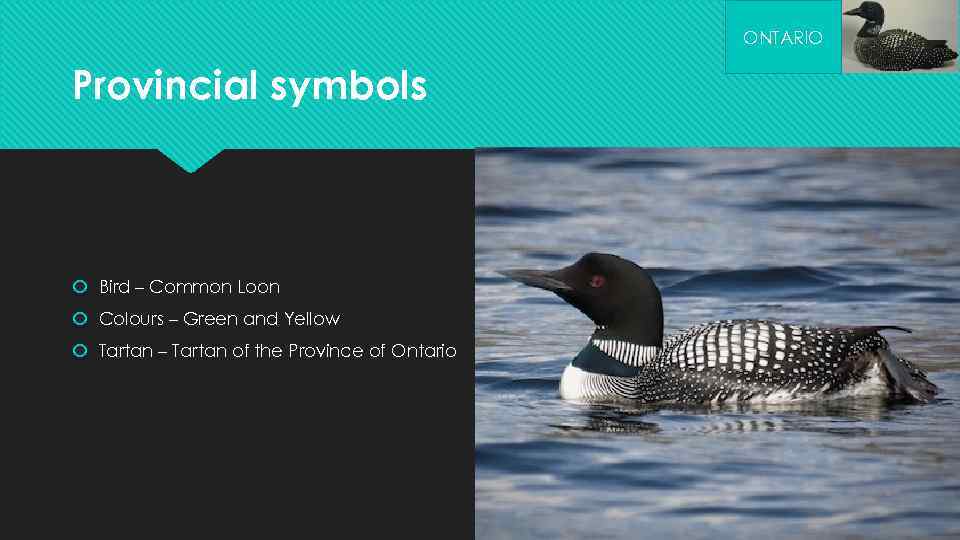 ONTARIO Provincial symbols Bird – Common Loon Colours – Green and Yellow Tartan –