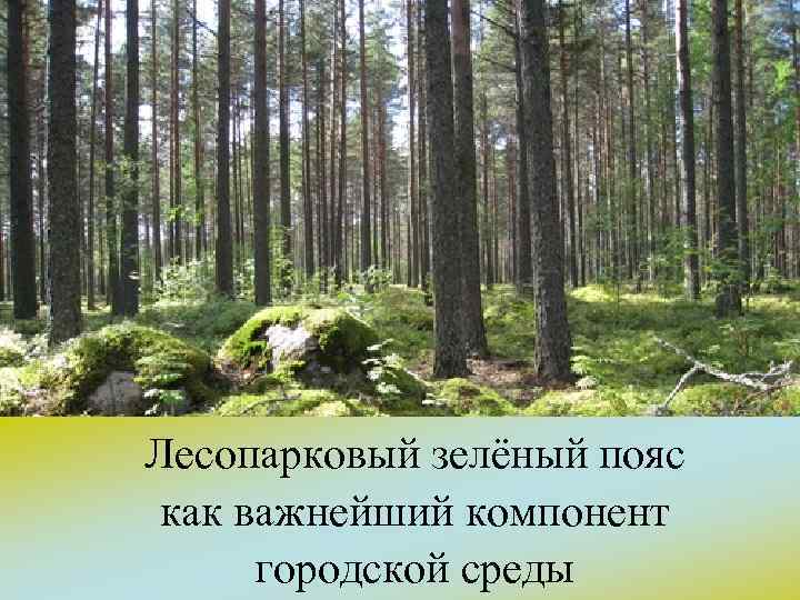 Лесопарковый зелёный пояс как важнейший компонент городской среды 