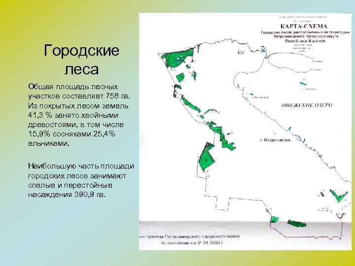 Городские леса Общая площадь лесных участков составляет 758 га. Из покрытых лесом земель 41,